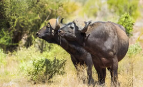 8-Day Tanzania Safari on a Budget – Full Itinerary