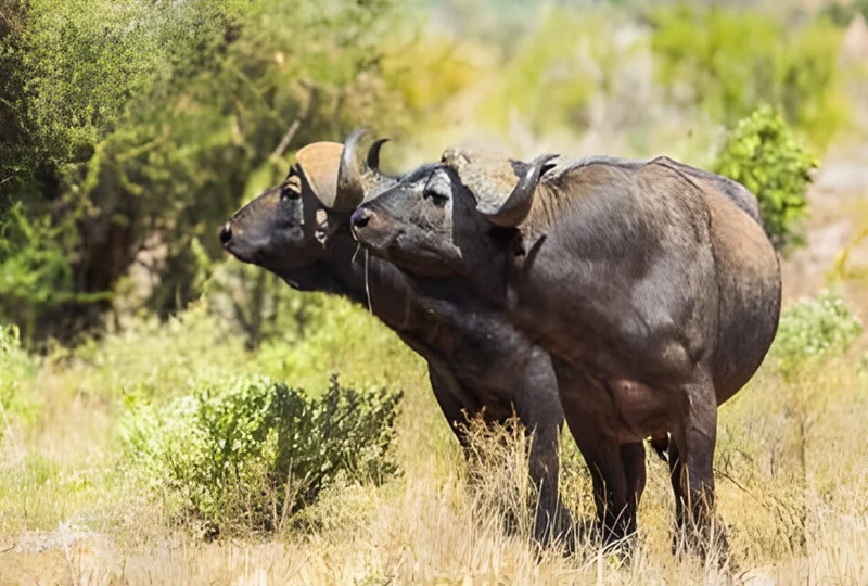 8-Day Tanzania Safari on a Budget – Full Itinerary