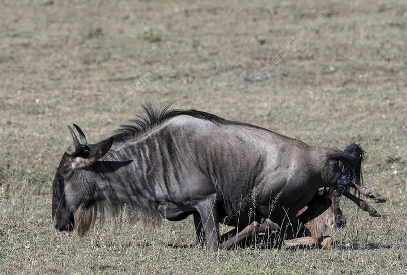 8-Day Tanzania Safari with Wildebeest Migration