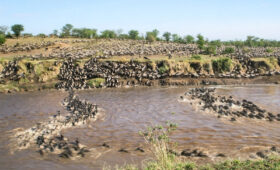 8-Day Tanzania Wildlife Safari with Migration