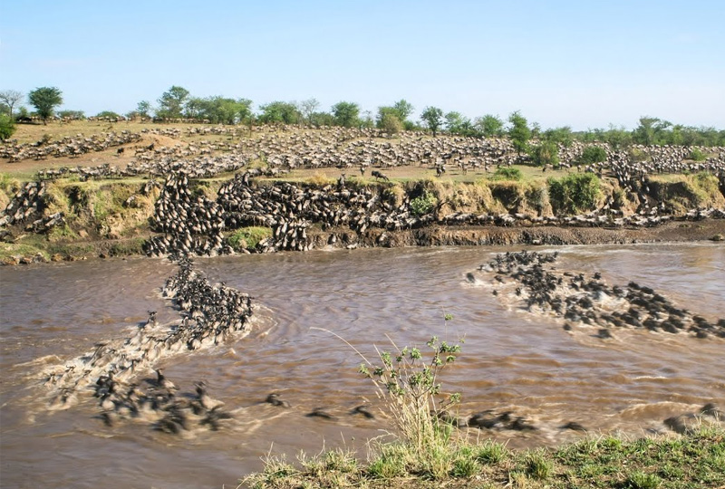 8-Day Tanzania Wildlife Safari with Migration