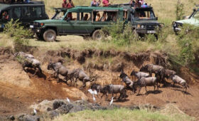 9-Day Mara River Crossing Safari for Couples