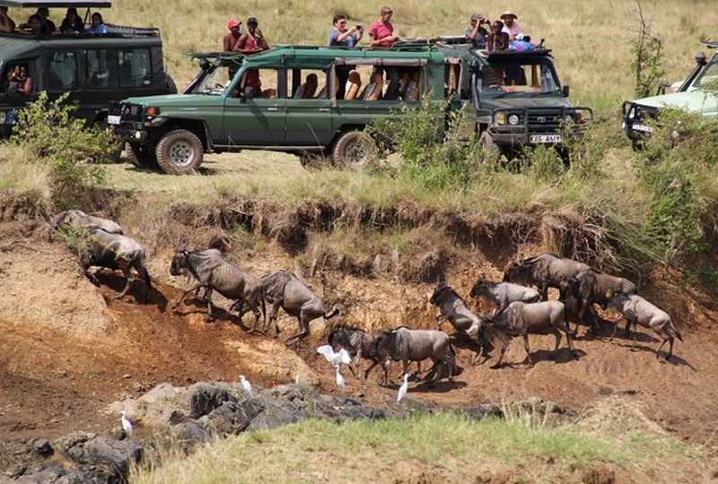 9-Day Mara River Crossing Safari for Couples
