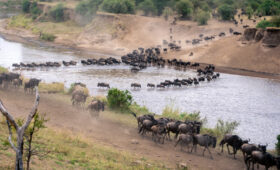 9-Day Mara River Crossing and Northern Serengeti Safari