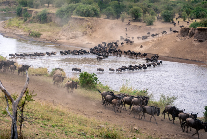 9-Day Mara River Crossing and Northern Serengeti Safari