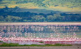 9-Day Tanzania Wildlife Safari and Lake Eyasi Visit