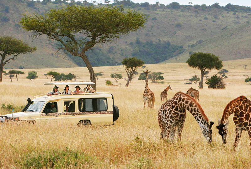 Accessible Safari Tours in Tanzania -Guide for First Timers