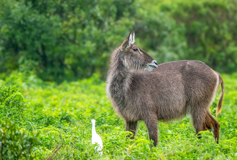 Arusha National Park Camping Adventures for Nature Lovers