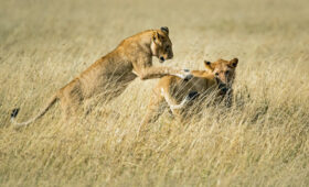 Best 10-Day Tanzania Wildlife Safari Itinerary