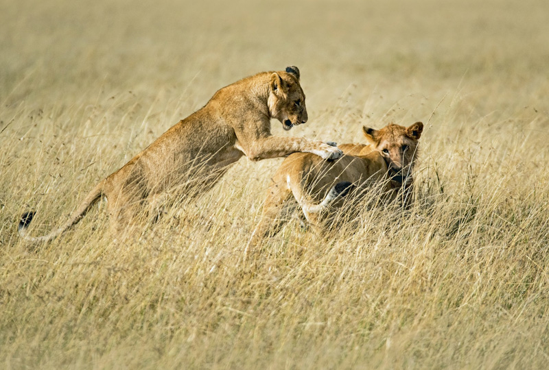 Best 10-Day Tanzania Wildlife Safari Itinerary