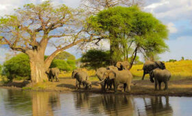 Best 6-Day Budget Safari to Northern Tanzania Parks