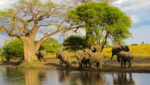 Best 6-Day Budget Safari to Northern Tanzania Parks