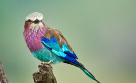 Birdwatching on Tanzania Camping Safaris: A Birder’s Paradise
