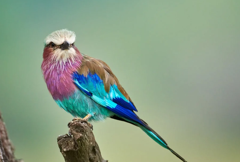 Birdwatching on Tanzania Camping Safaris: A Birder’s Paradise