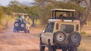 Plan wisely with budgeting tips for an accessible safari in Tanzania, ensuring comfort, value, and unforgettable adventures.