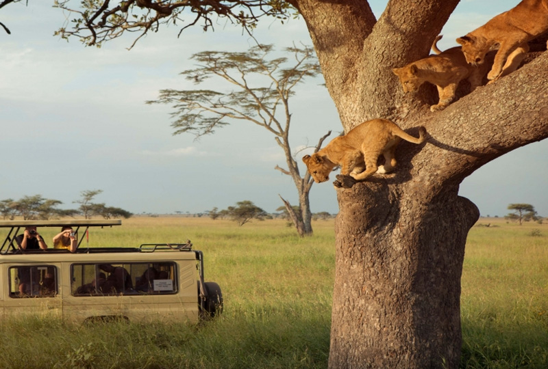 Camping in Serengeti National Park: Sleep Among the Big Five
