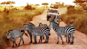 Choosing the Right Accessible Safari Vehicle in Tanzania