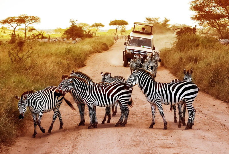 Choosing the Right Accessible Safari Vehicle in Tanzania