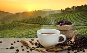 Coffee tasting in Kilimanjaro