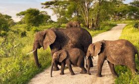 How Tanzania’s National Parks Protect Endangered Species
