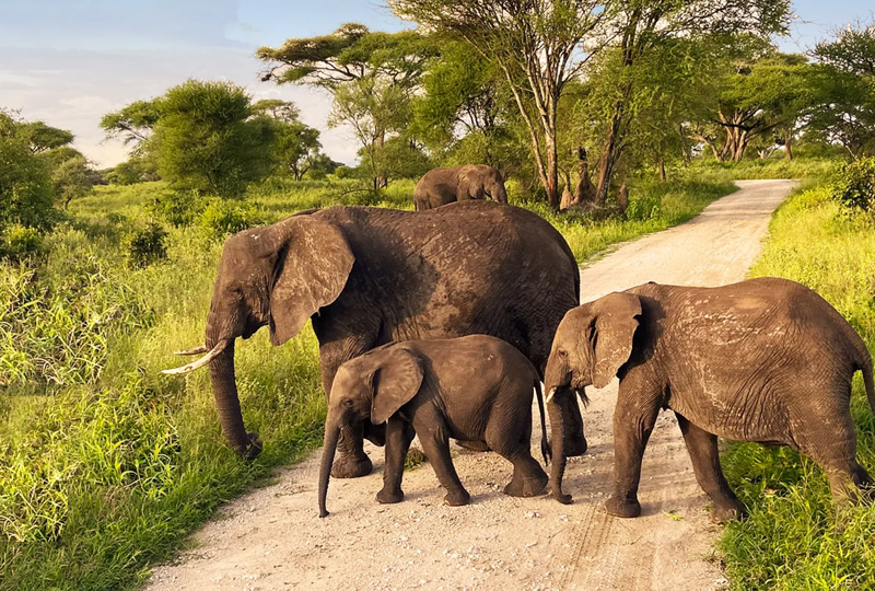 How Tanzania’s National Parks Protect Endangered Species