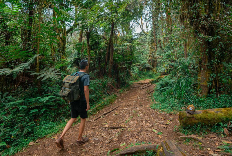 Kilimanjaro nature walks