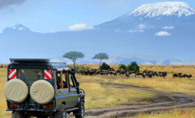 Kilimanjaro wildlife safaris