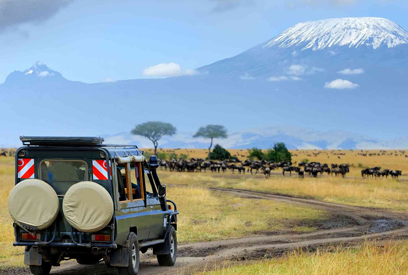 Kilimanjaro wildlife safaris