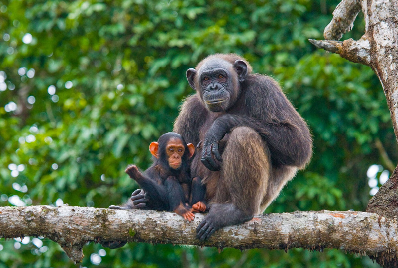 Mahale Mountains Camping Safari: Tracking Chimpanzees in the Wild