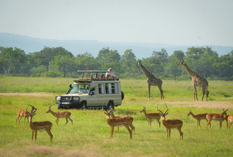 Mikumi National Park Camping: Gateway to the Southern Circuit