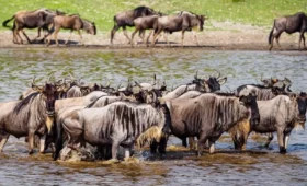 7-Day Tanzania Lodge Safari and Migration Watch