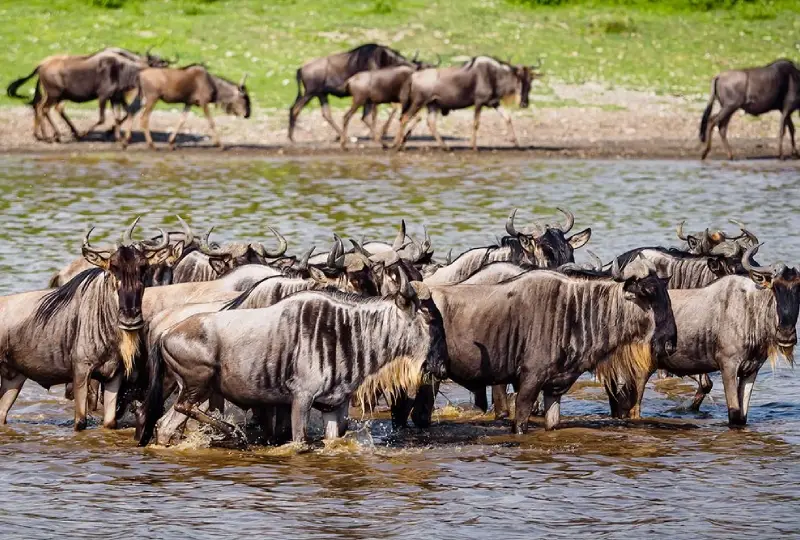 7-Day Tanzania Lodge Safari and Migration Watch