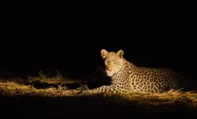 Night Game Drives and Camping: A Once-in-a-Lifetime Experience