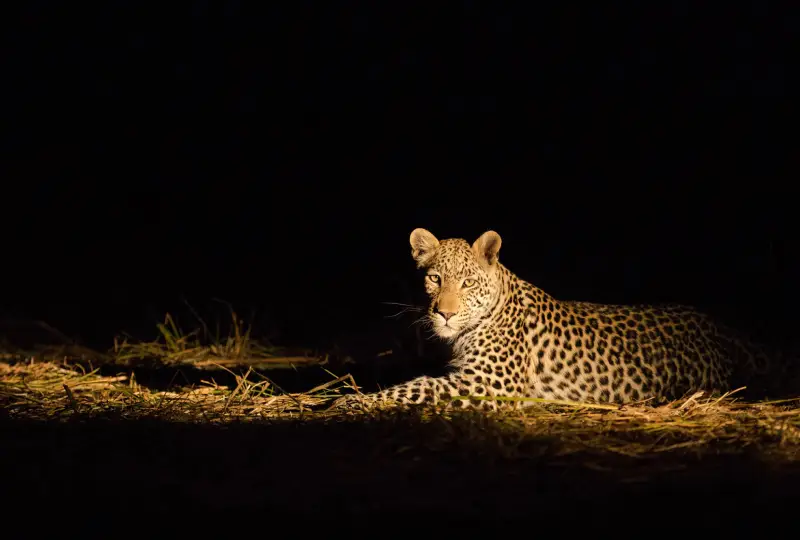 Night Game Drives and Camping: A Once-in-a-Lifetime Experience
