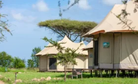 Why Tanzania Camping Safaris Are Perfect for Adventure Seekers