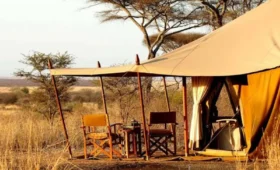 Group Camping Safaris in Tanzania: What to Expect