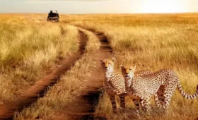 7-Day Tanzania Camping Safari: From Serengeti to Ngorongoro