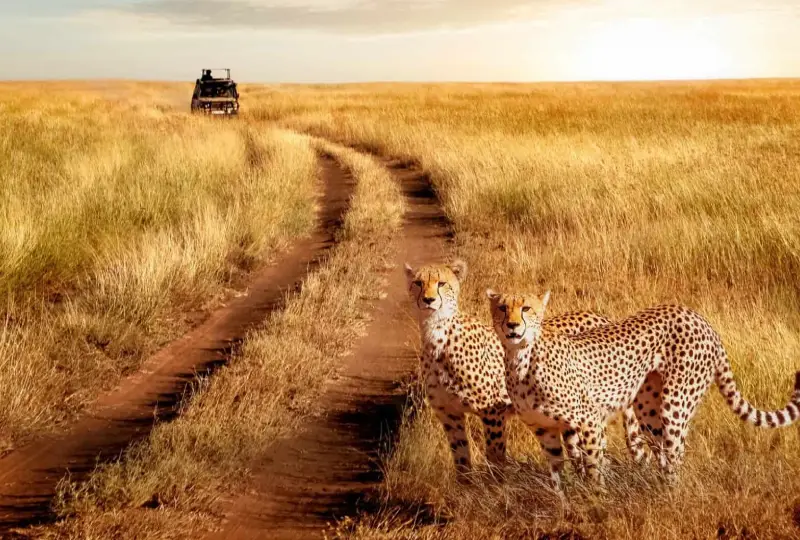 7-Day Tanzania Camping Safari: From Serengeti to Ngorongoro