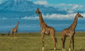 8-Day Serengeti & Masai Mara Safari Combo