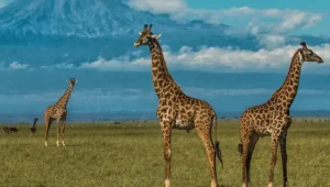 8-Day Serengeti & Masai Mara Safari Combo