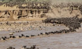 11-Day Tanzania and Kenya Migration Safari