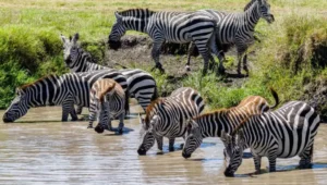 9-Day Tanzania and Kenya Safari by Road