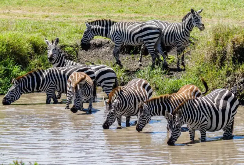 9-Day Tanzania and Kenya Safari by Road