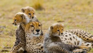 12-Day Tanzania and Kenya Big Five Safari
