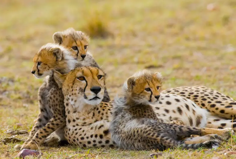 12-Day Tanzania and Kenya Big Five Safari