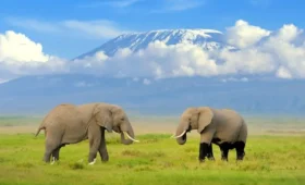 10-Day Tanzania and Kenya Safari and Cultural Visit