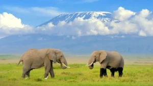 10-Day Tanzania and Kenya Safari and Cultural Visit