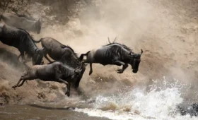 9-Day Serengeti to Masai Mara Migration Safari
