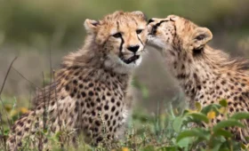 7-Day Tanzania and Kenya Safari and Zanzibar Holiday