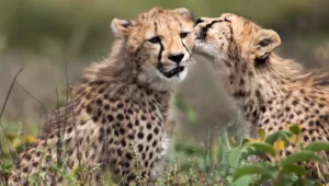 7-Day Tanzania and Kenya Safari and Zanzibar Holiday